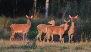 <p>JELEN LESNÍ (Cervus elaphus) obora /Red deer - Rothirsch/</p>